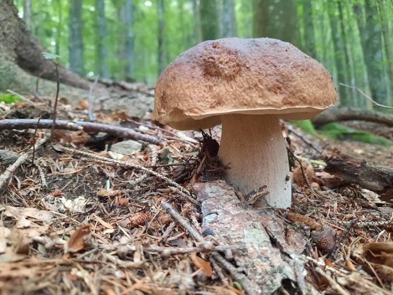 FUNGHI