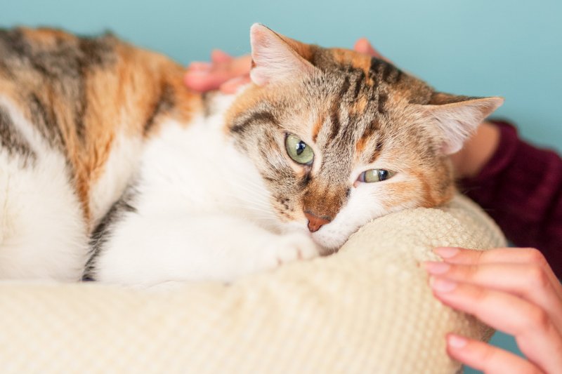 CAT THERAPY