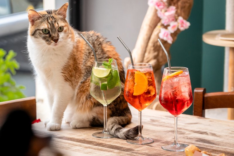 Cocktails